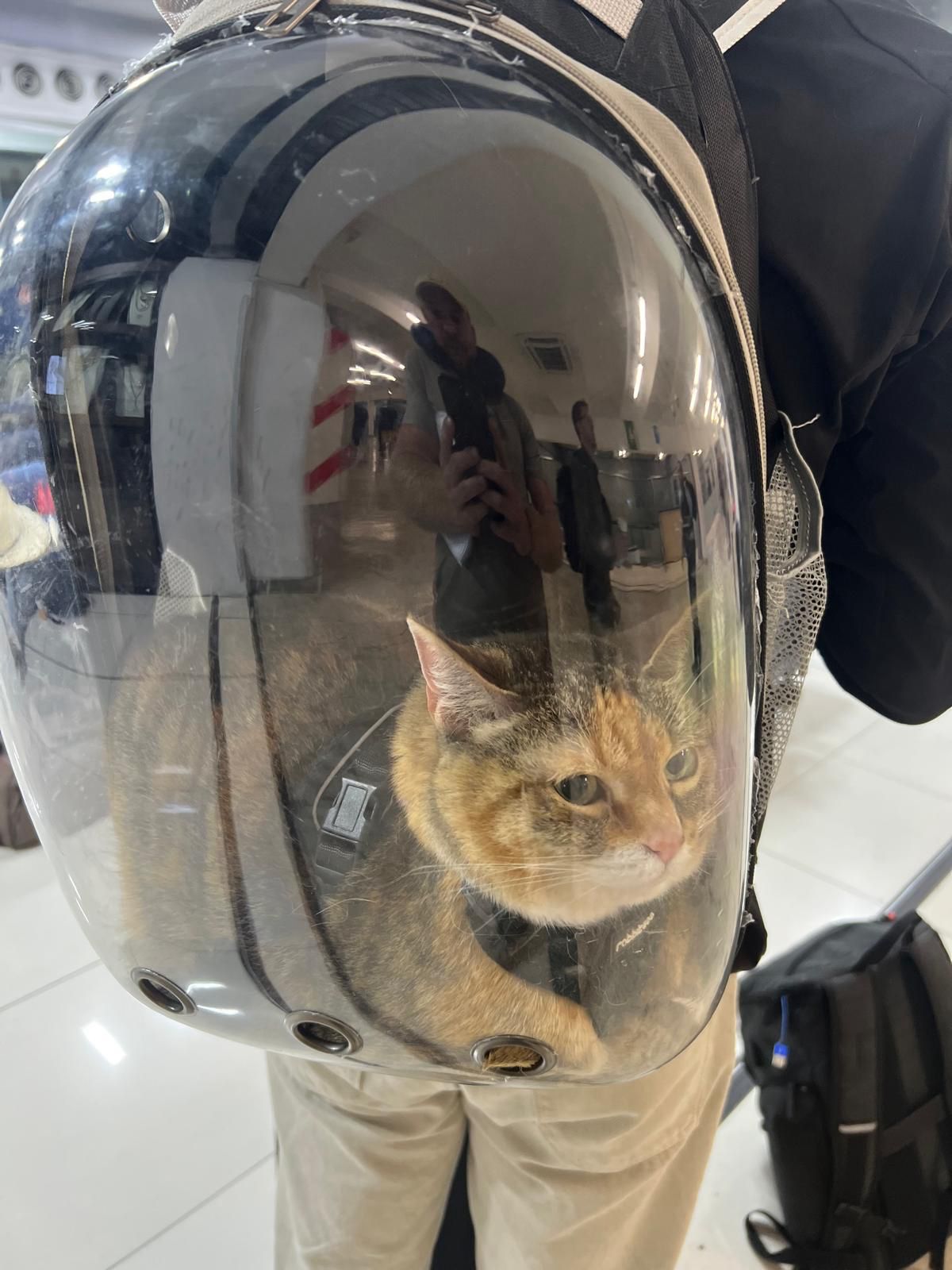 Cat in a backpack carrier