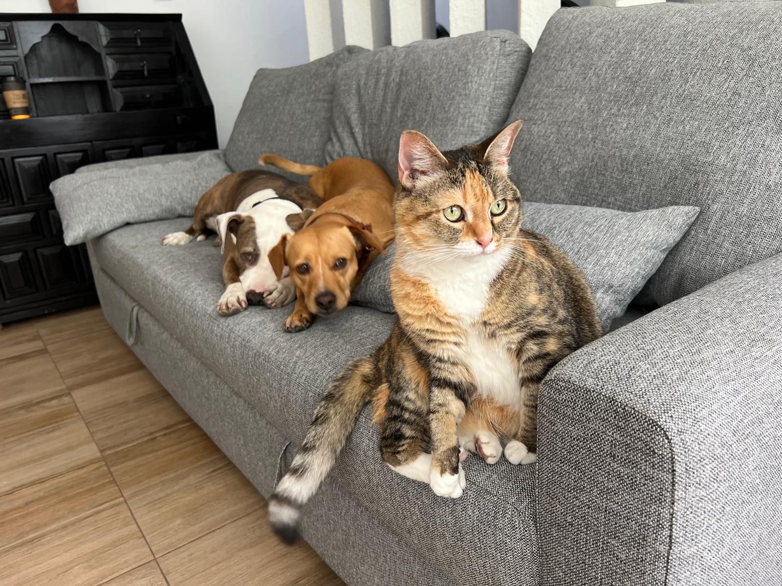 Family traveling with pets