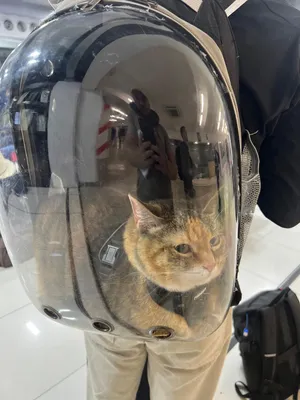 Flying Back to the U.S. with My Pets on VivaAerobus ✈️🐾