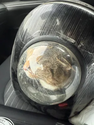 🐾 How My Cat and Two Dogs Flew to Puerto Vallarta With Me