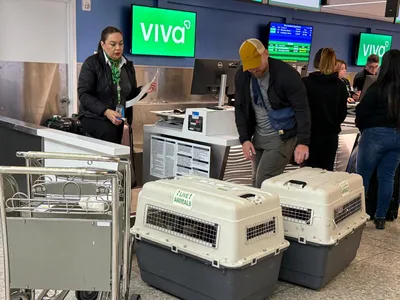 🐾 How My Cat and Two Dogs Flew to Puerto Vallarta With Me