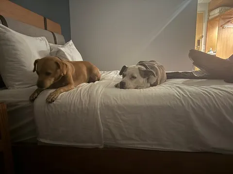 Two dogs resting at the Guadalajara airport hotel after the missed flight
