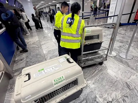 Live animal crates being handled at the Aeromexico check-in area in Guadalajara