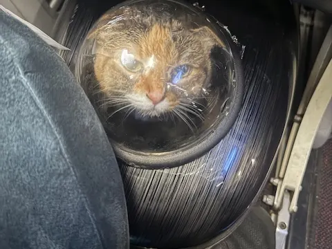Cat riding in an in-cabin pet carrier during the flight from Mexico to the United States