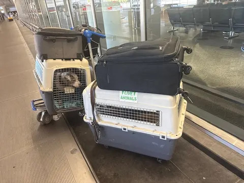 Pet crates and luggage waiting after arrival at the airport