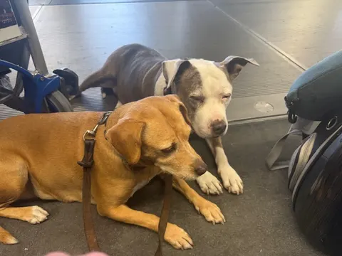 Two dogs resting with luggage after the Mexico to USA flight