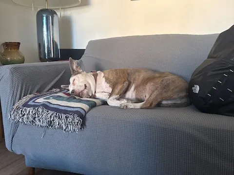 Dog resting on the couch after completing the international pet travel day