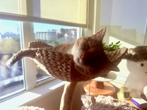 Cat relaxing in a sunny window after the Mexico to USA trip